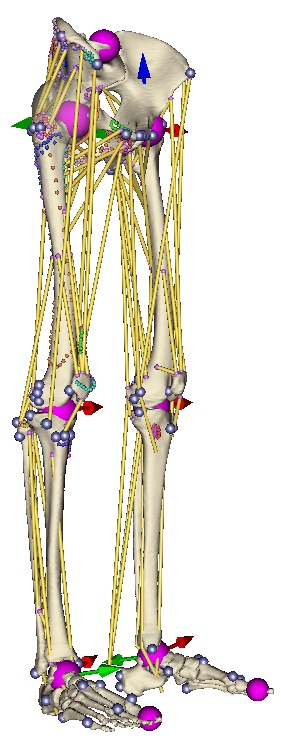 An example of musculoskeletal model based on lines of action.