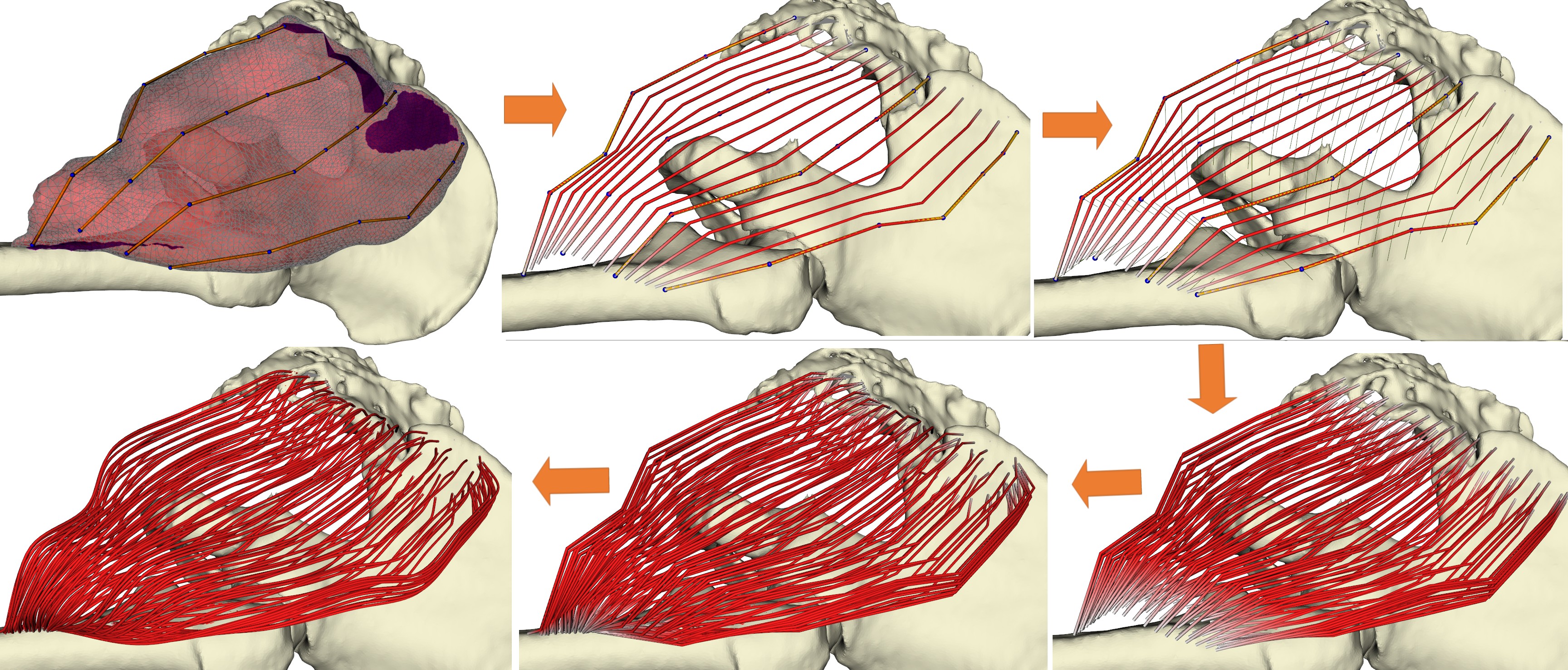 The alternative process of constructing the interior of the muscle - its fibres.