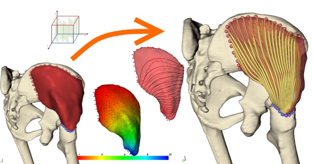 The process of constructing the interior of the muscle - its fibres.